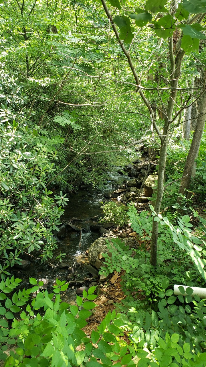 Stream