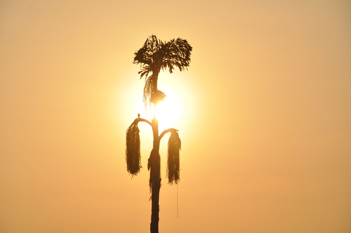sun as bg
