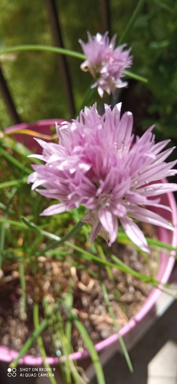 fleure