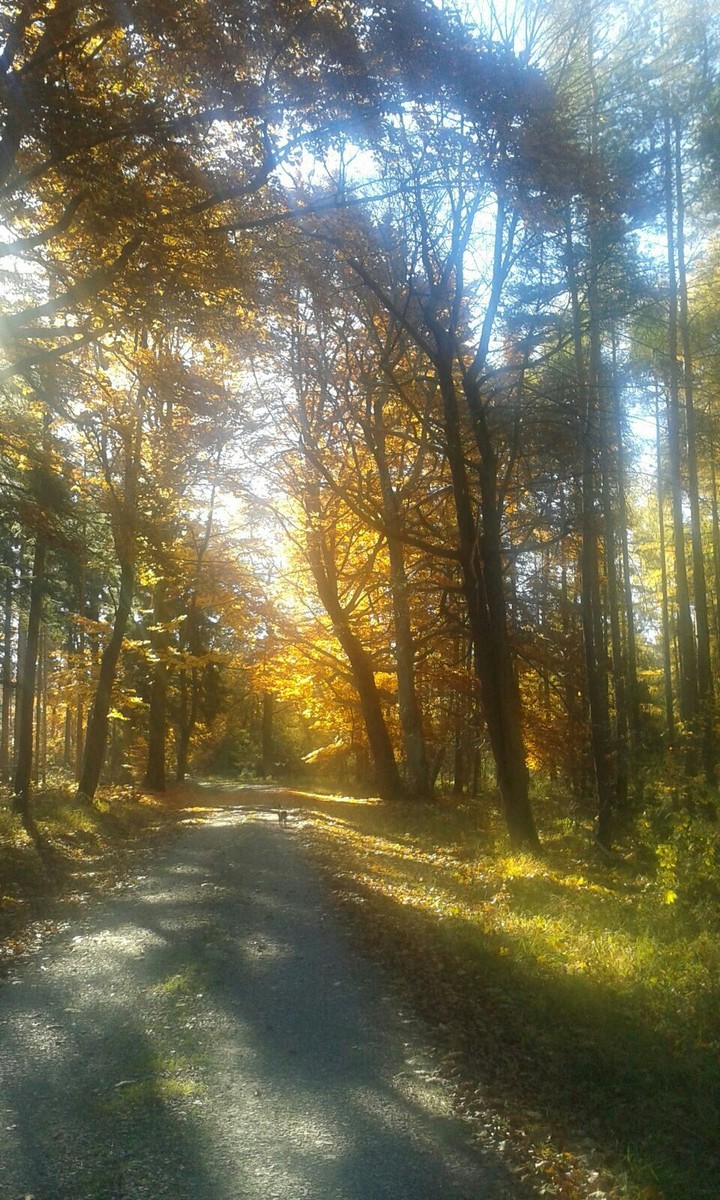 wood
