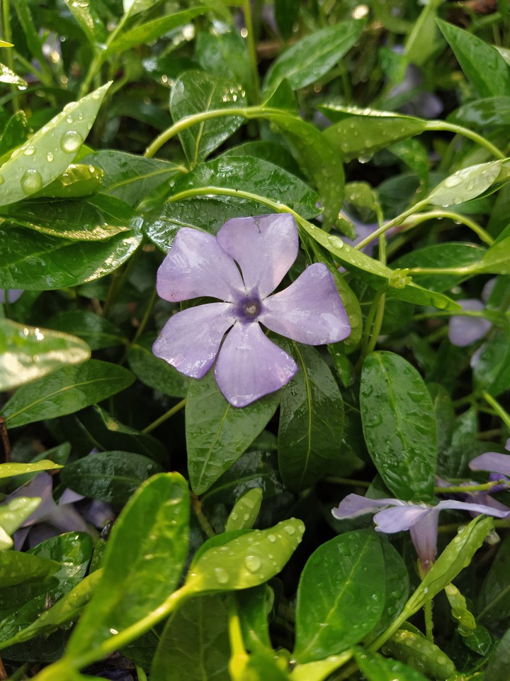 inspiration from nature