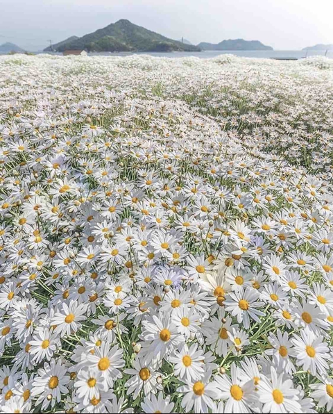 רקעים plant, daisy