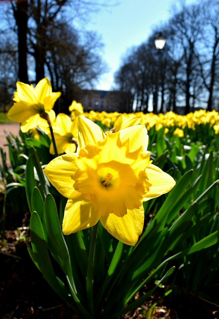 A dream in yellow.
