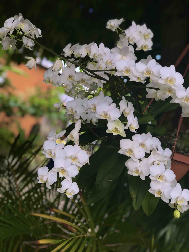 Mini Orquídeas