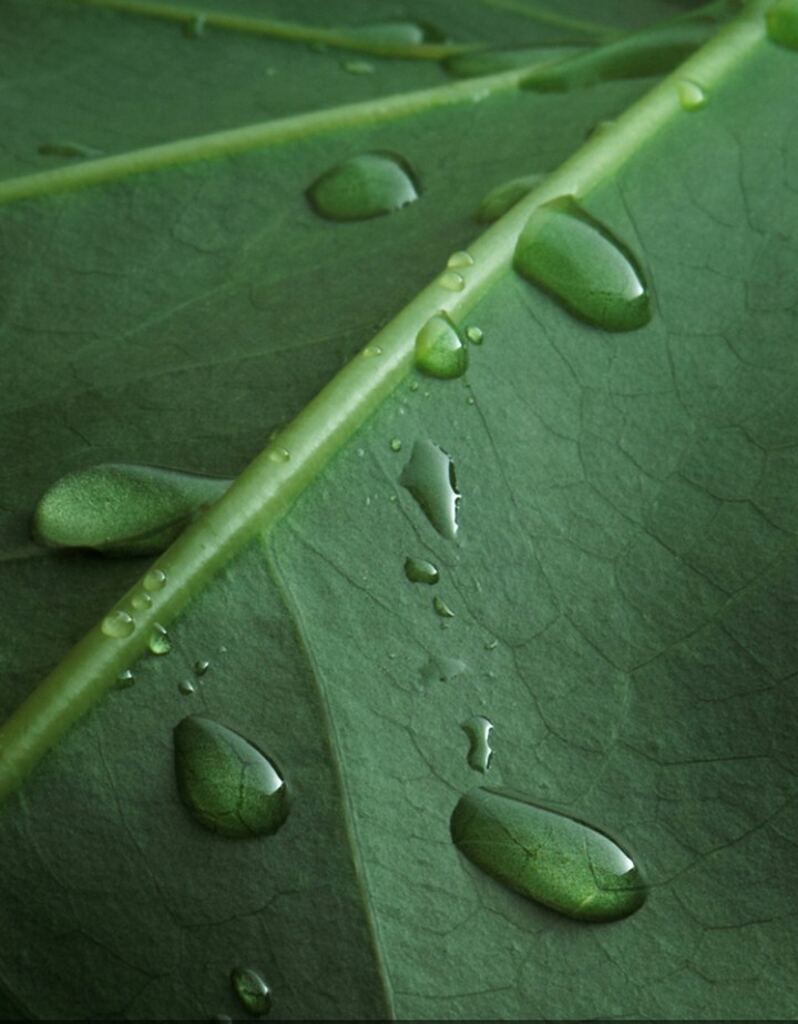 Water droplets