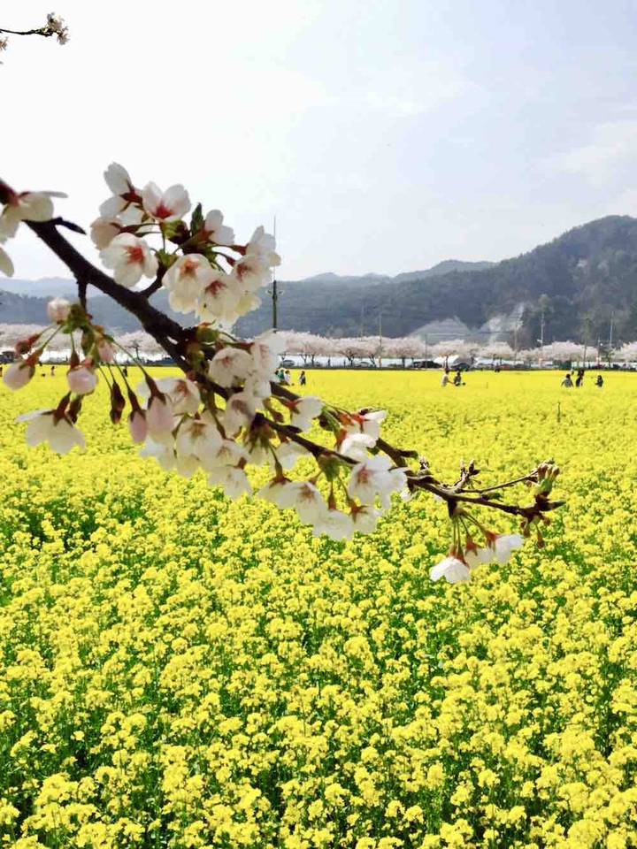 Korea’s spring