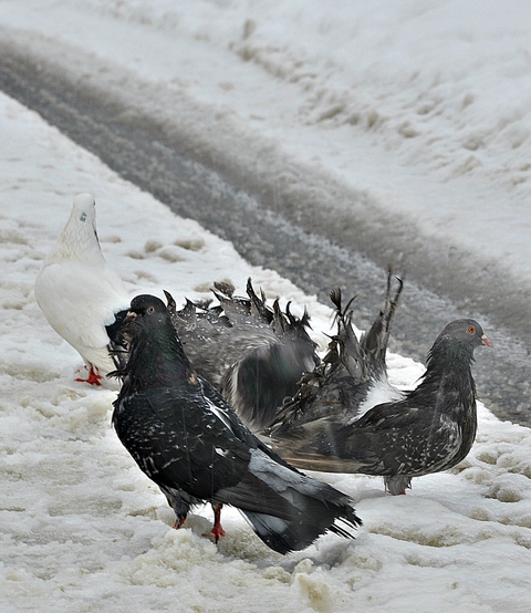 sfondi freezing, bird