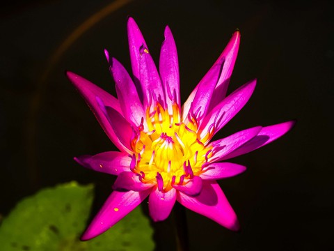 hình nền pink, petal