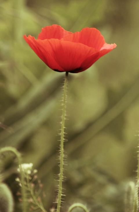 flower