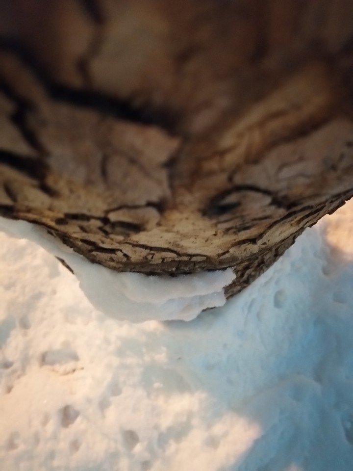 Tree buried in snow, dead but alive,