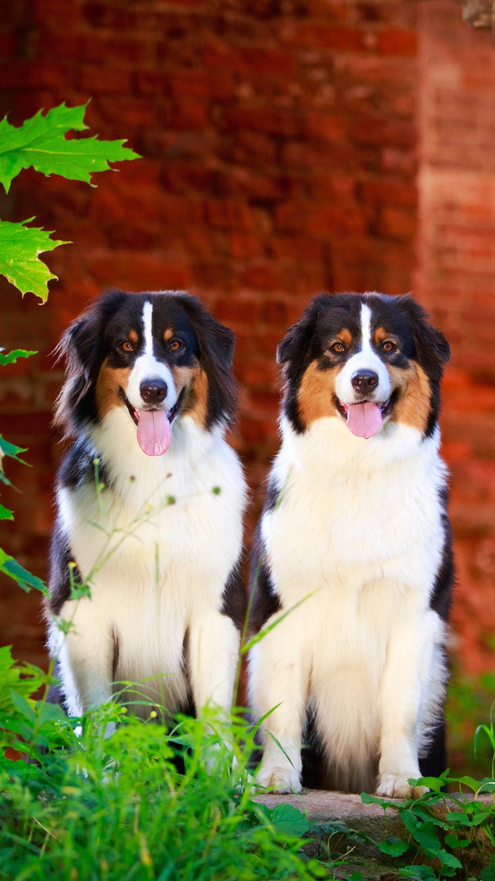 TWINCE DOG