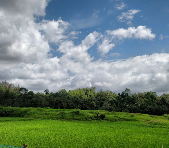 Greenary !!