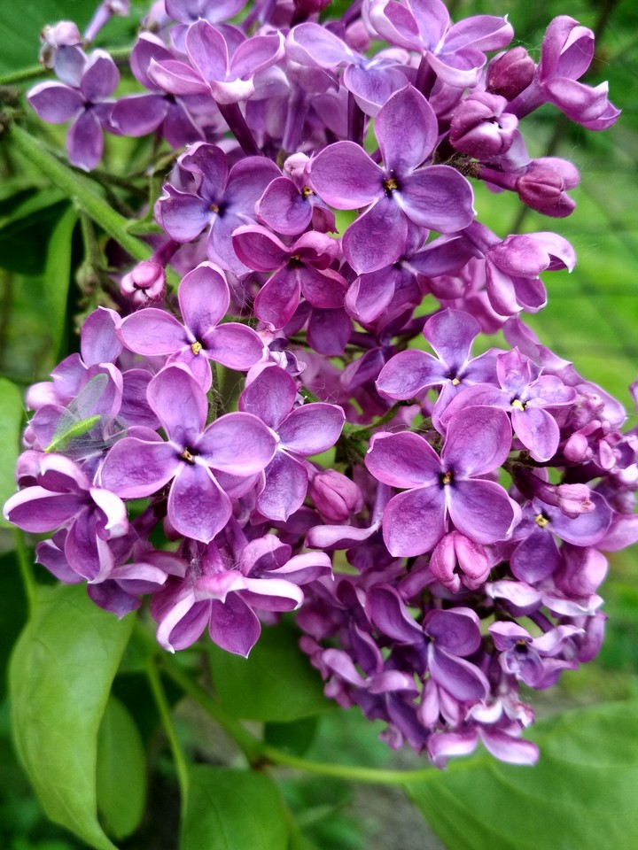 Сирень