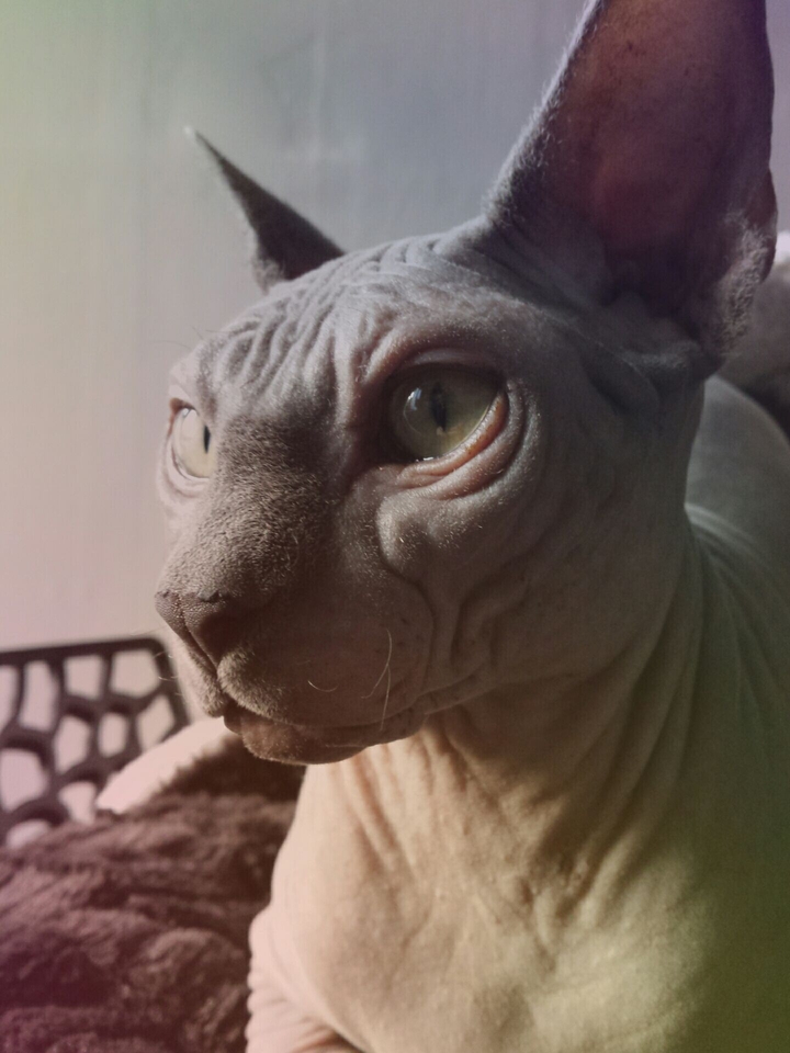 baby klaus