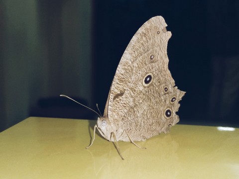 BUTTERFLY