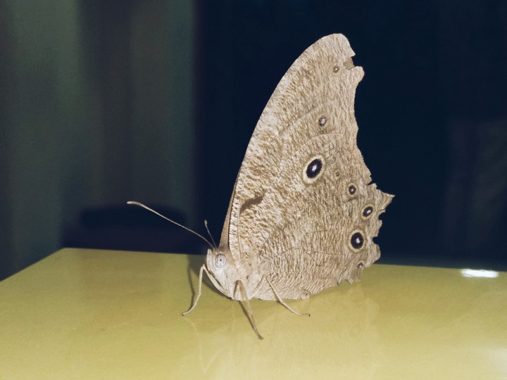 BUTTERFLY