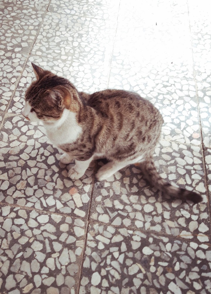 cute cat ^ω^