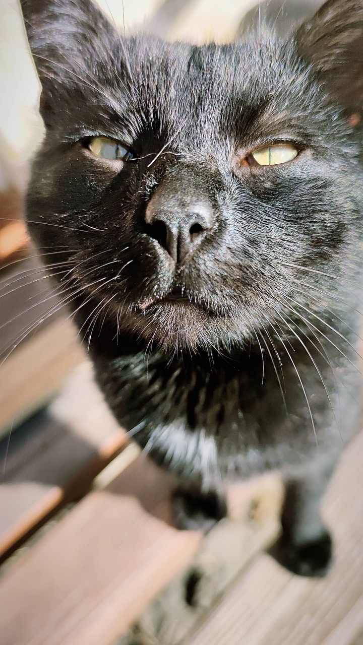 meet my cat named Joy
