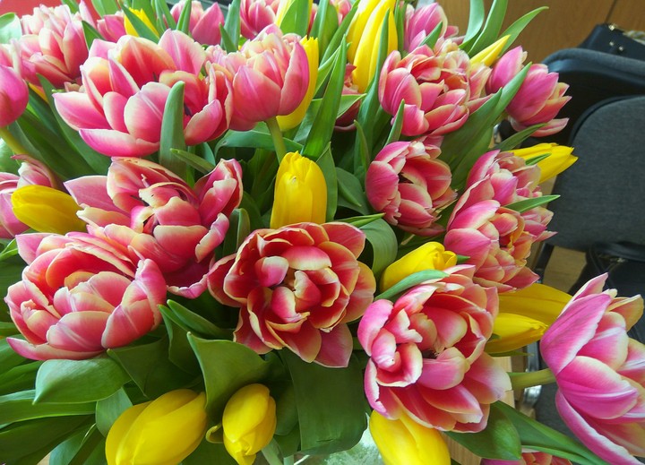 tulips