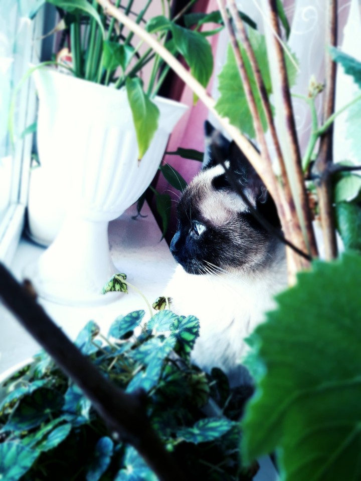 Cat life
