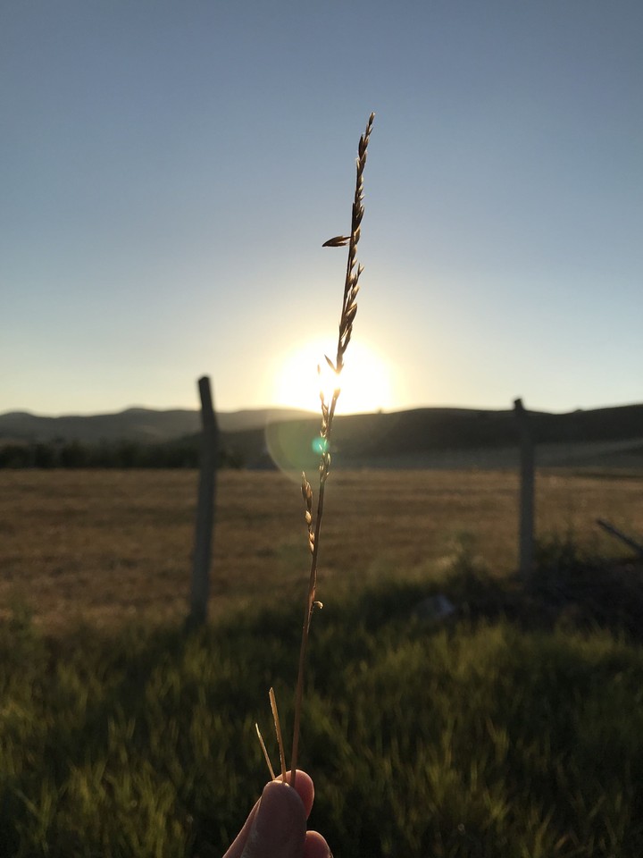 A Wheat And Sunset