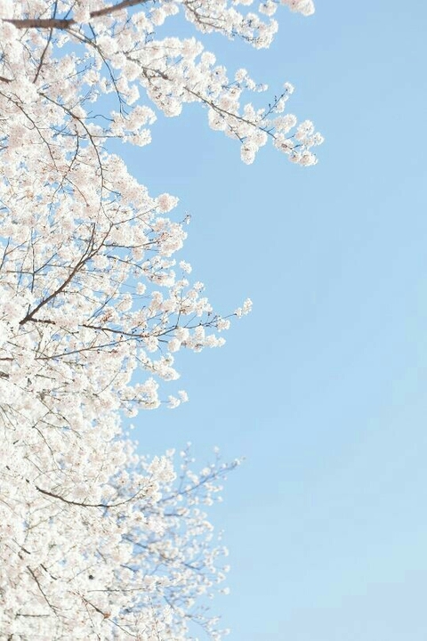 тапети spring, branch
