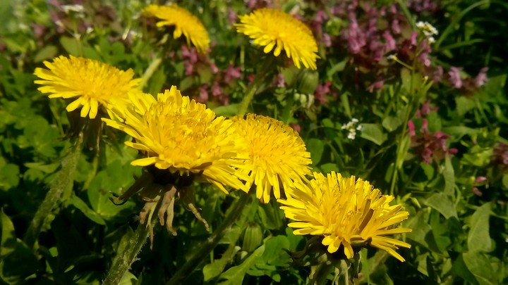 dandelions #2