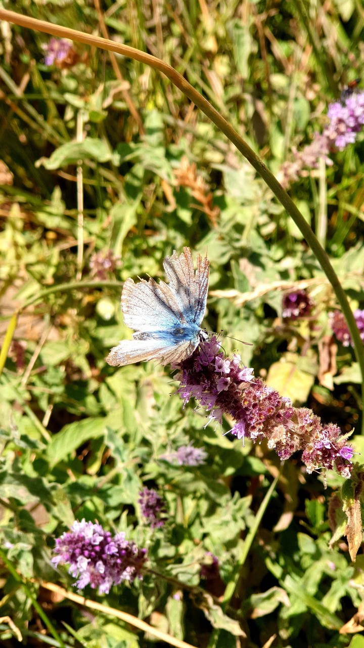 blu butterfly
