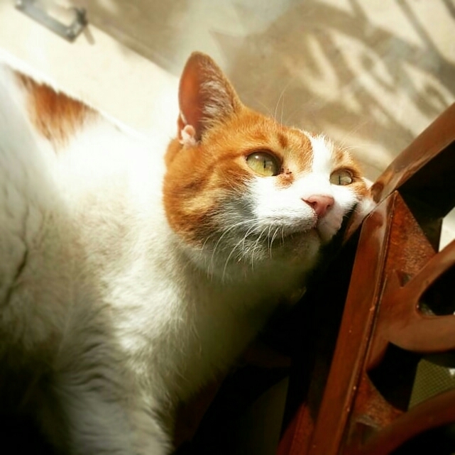 sunshine