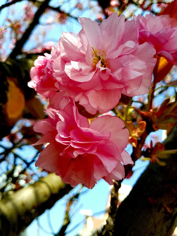spring