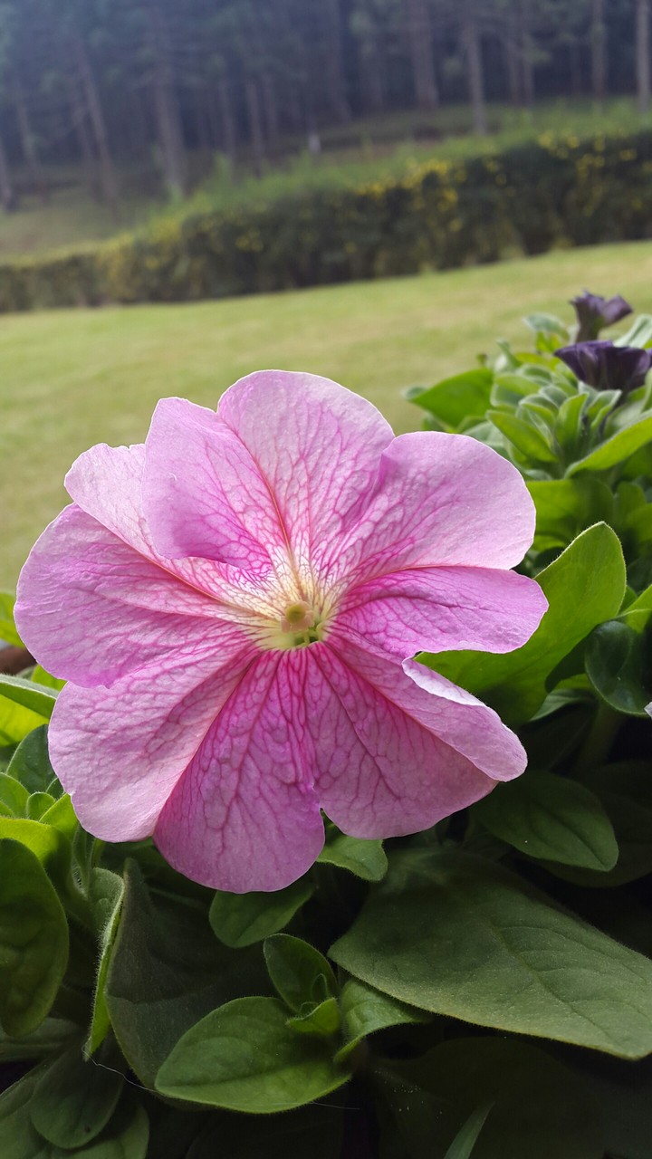 Flower