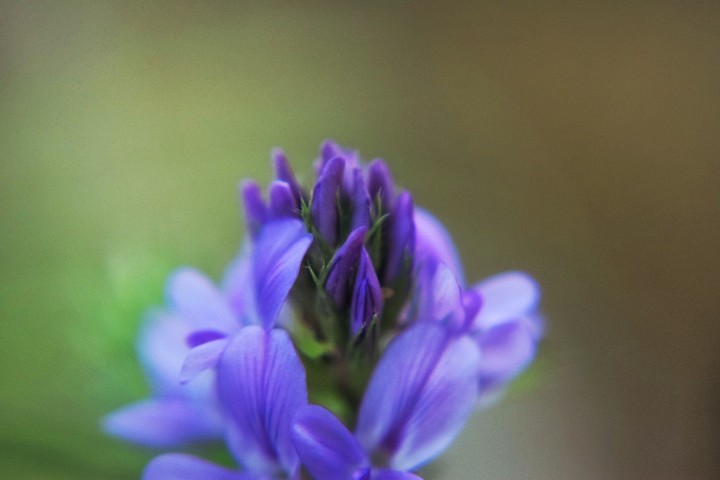 flower bud