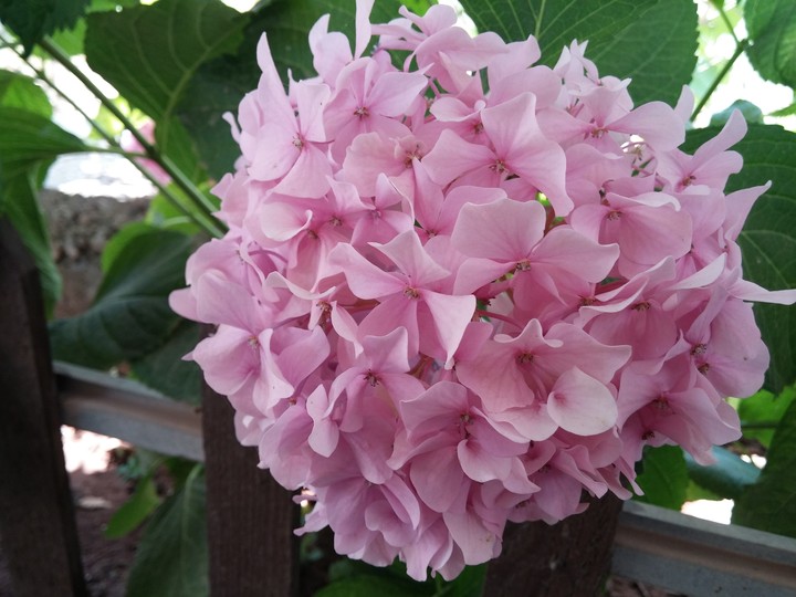 Pink Flower
