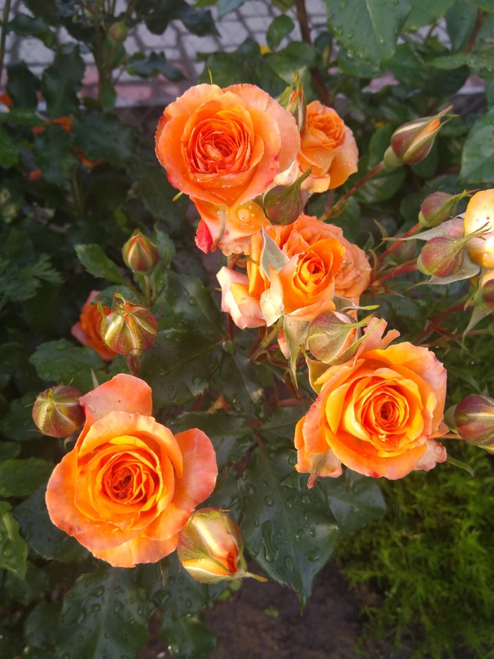 sunny flowers