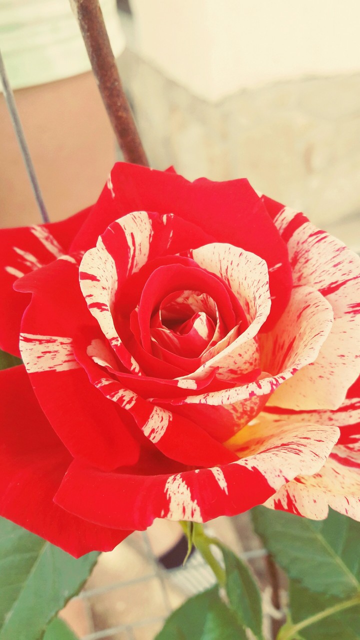 rose