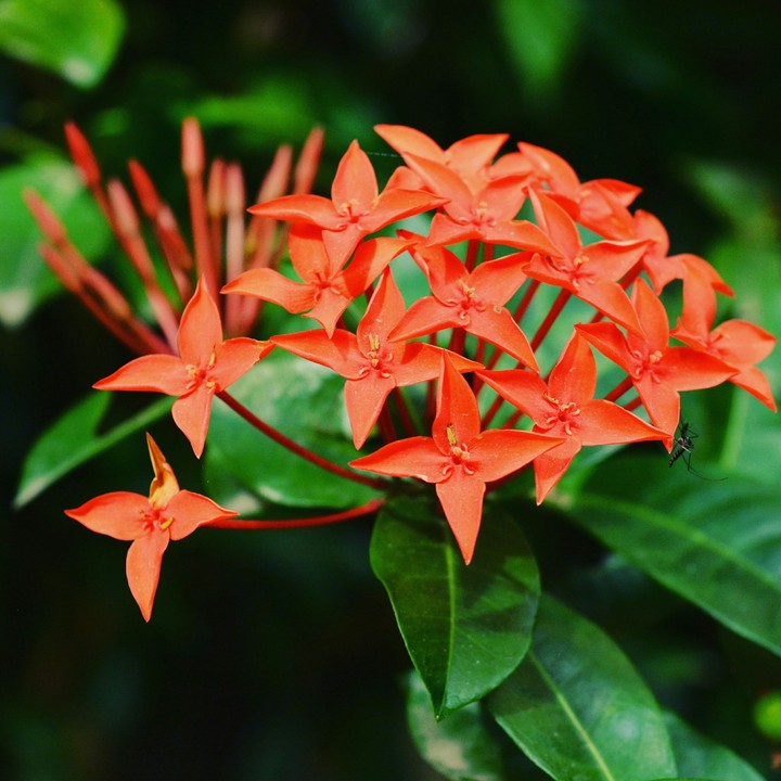 Red Flowers