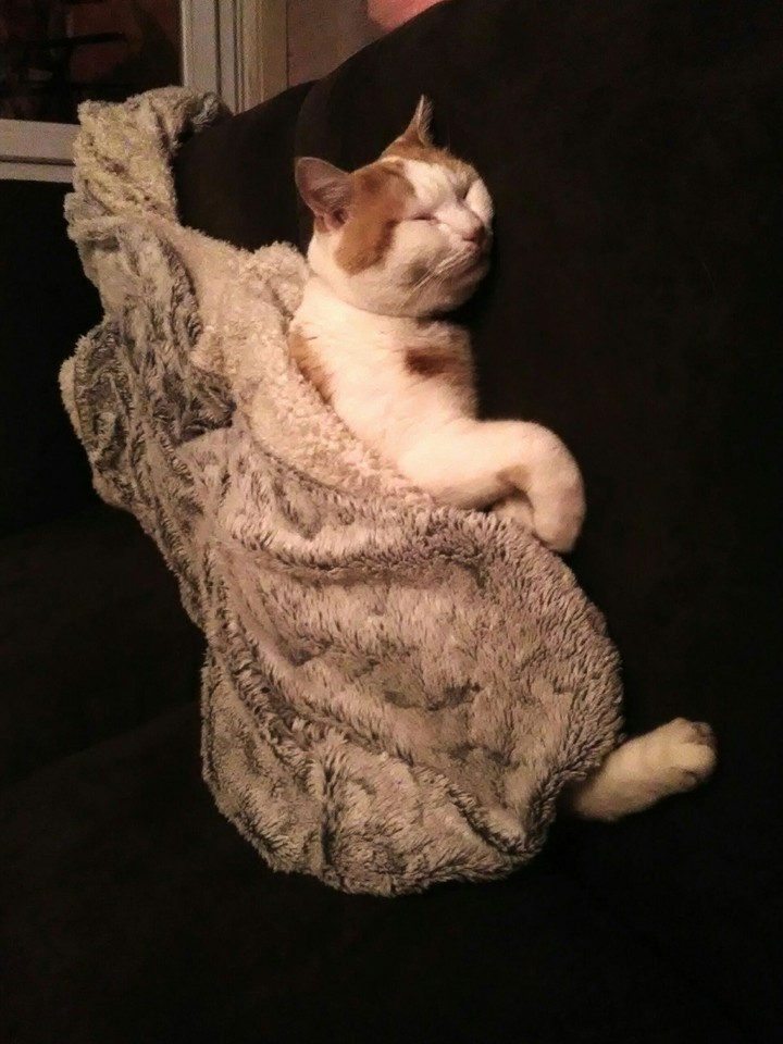 the cat which