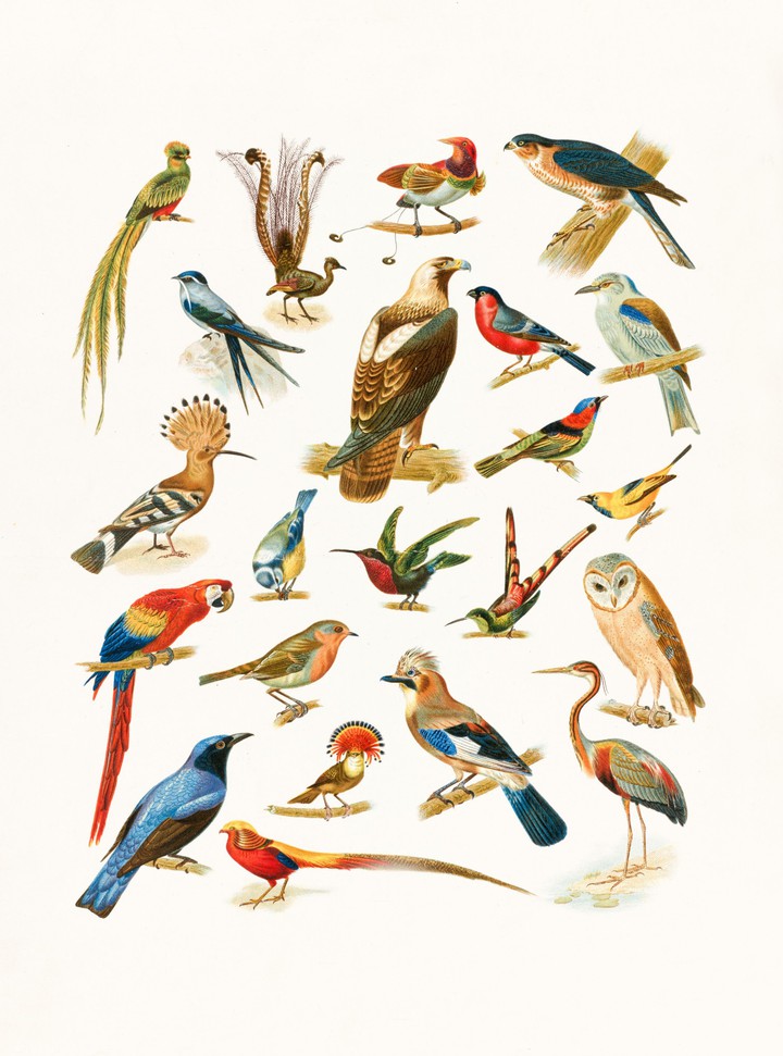 water painting of birds