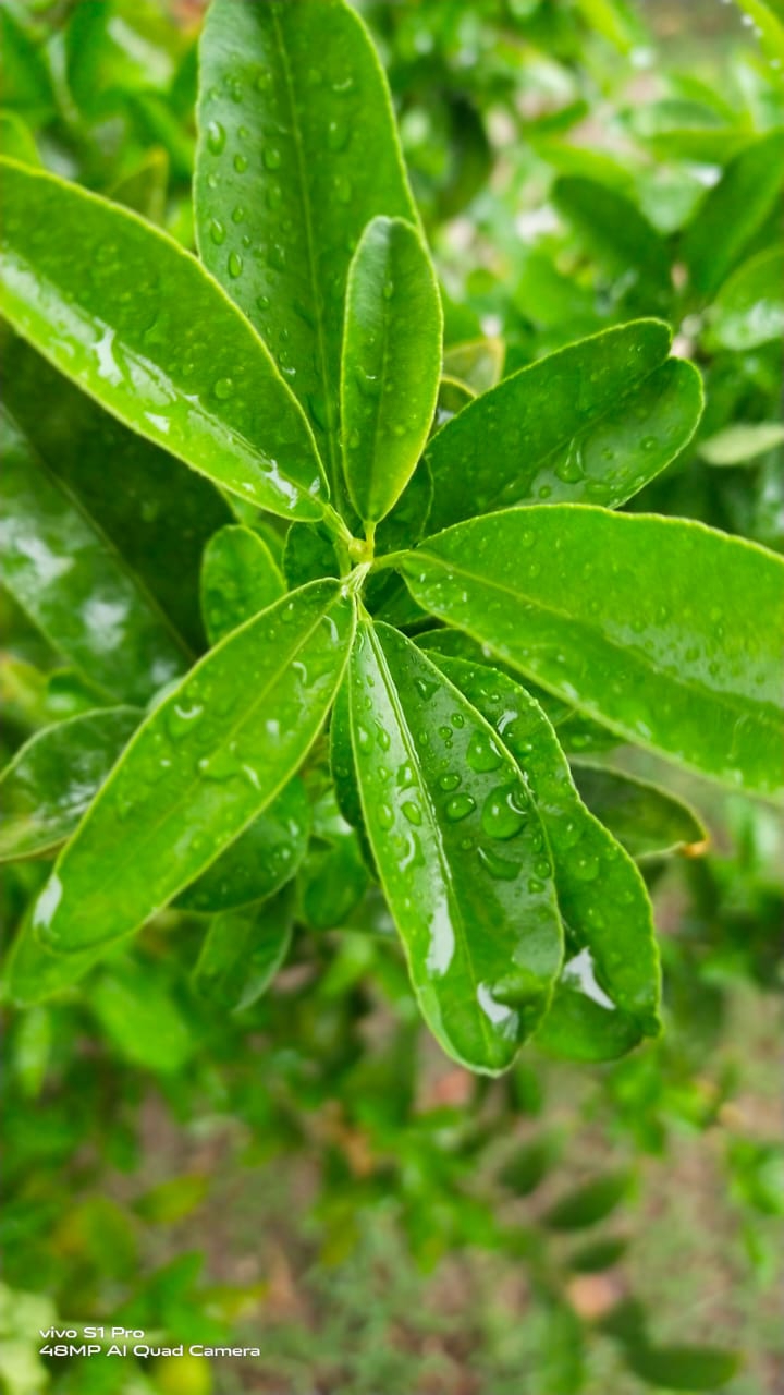 Greenery