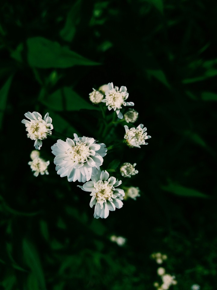Flowers,flowers.