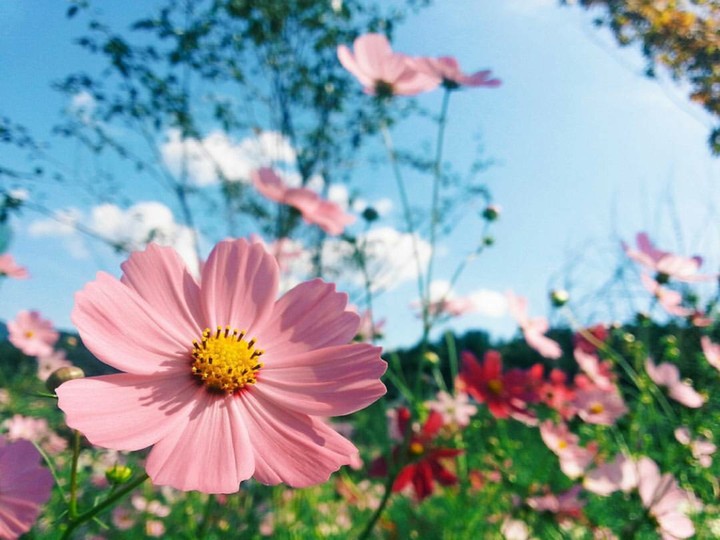 pink 