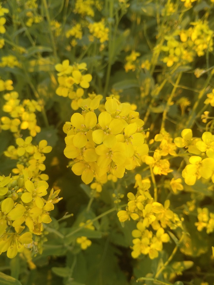 mustard flower