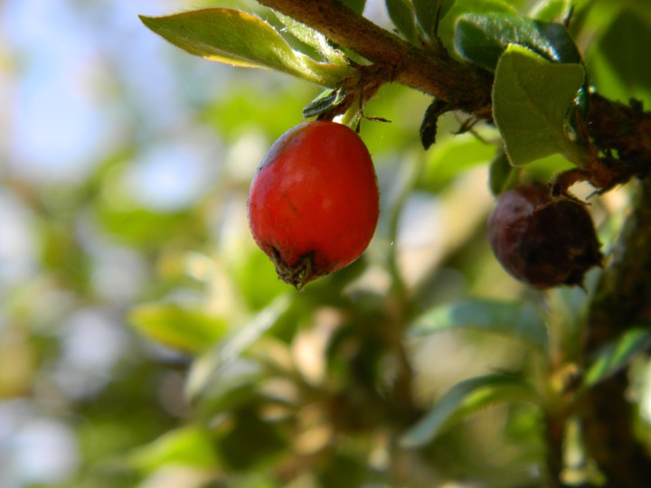 Fresh Berry. Rotten Berry.