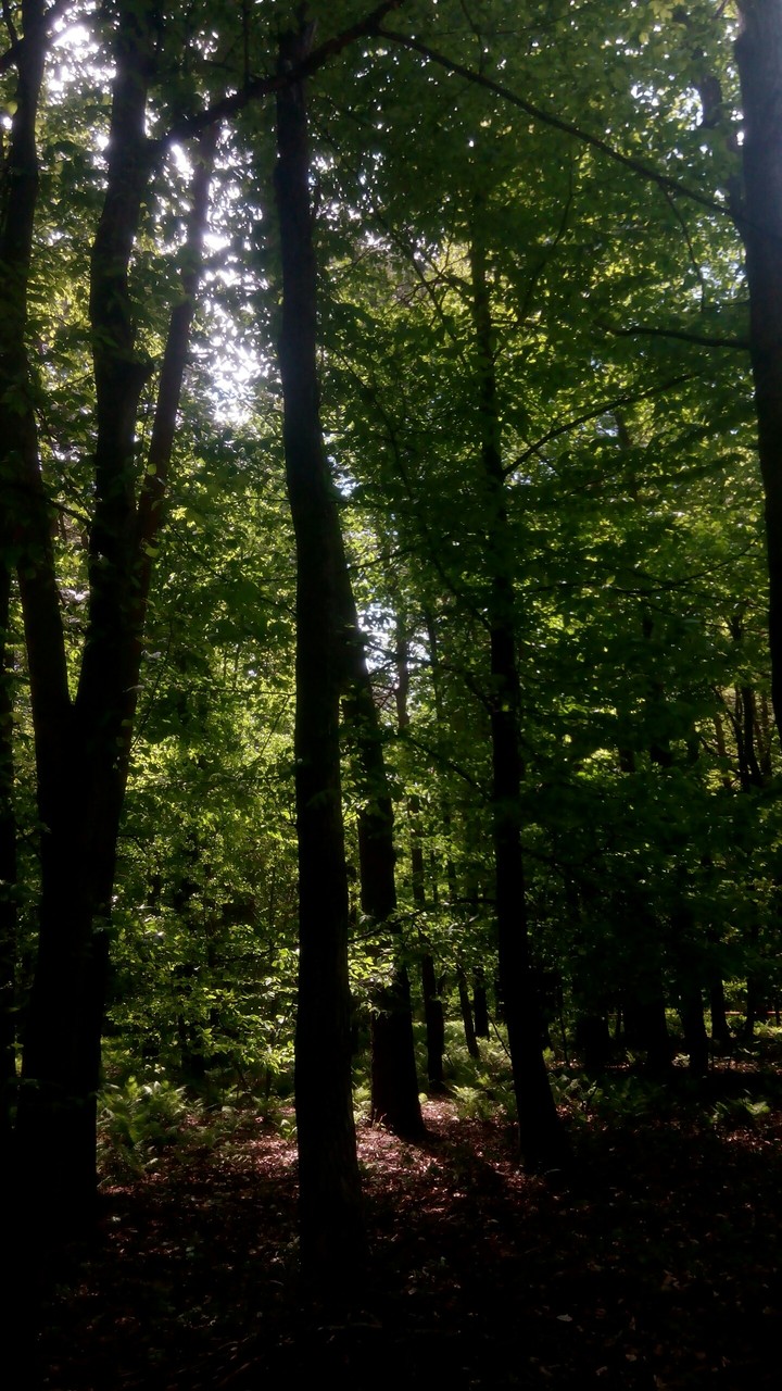 forest 