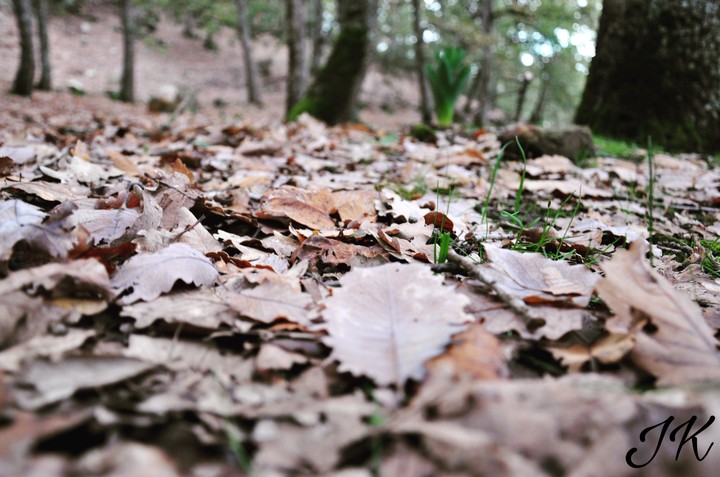 brown leaves 