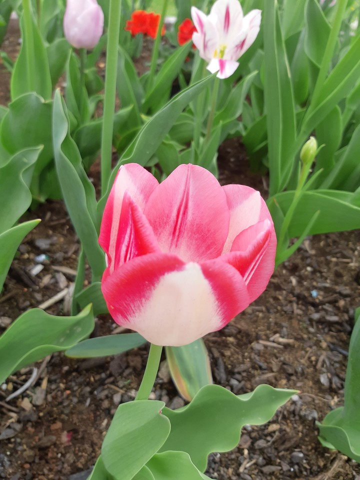 tulip