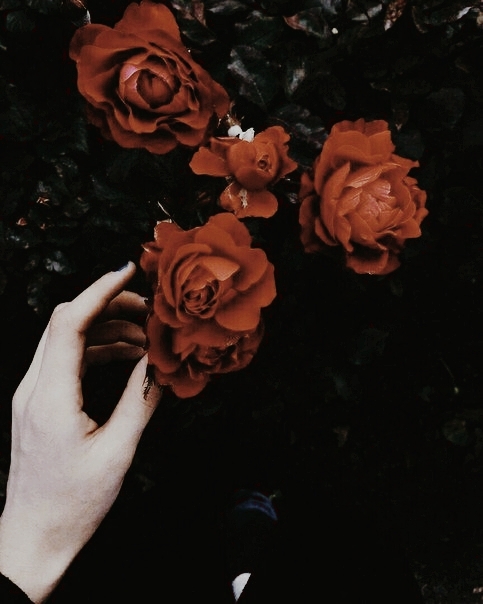 rose flower