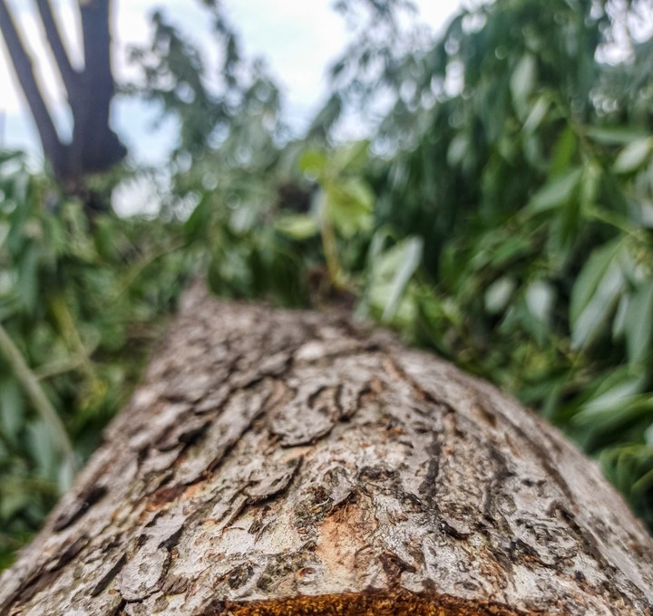 nature