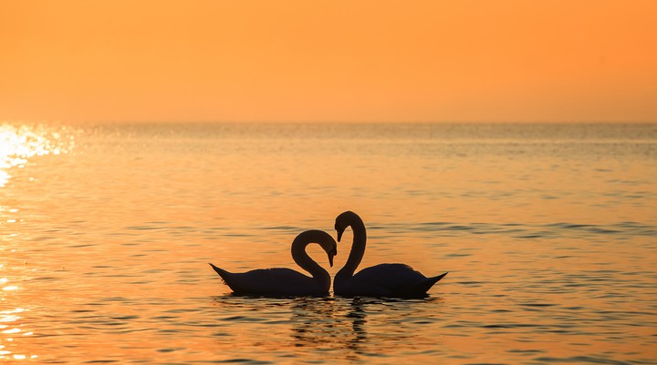 swans