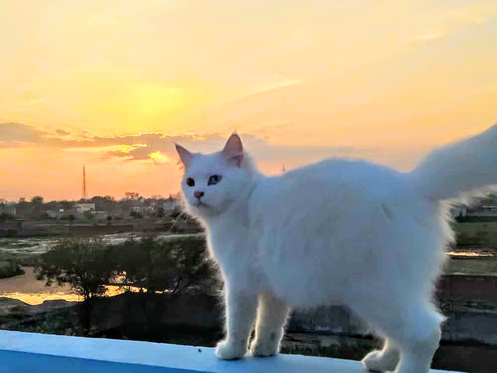 For Cat Lovers